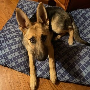 Meet your Posher, Vera & James